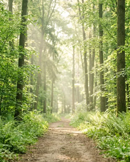 Misty pine forest in soft light